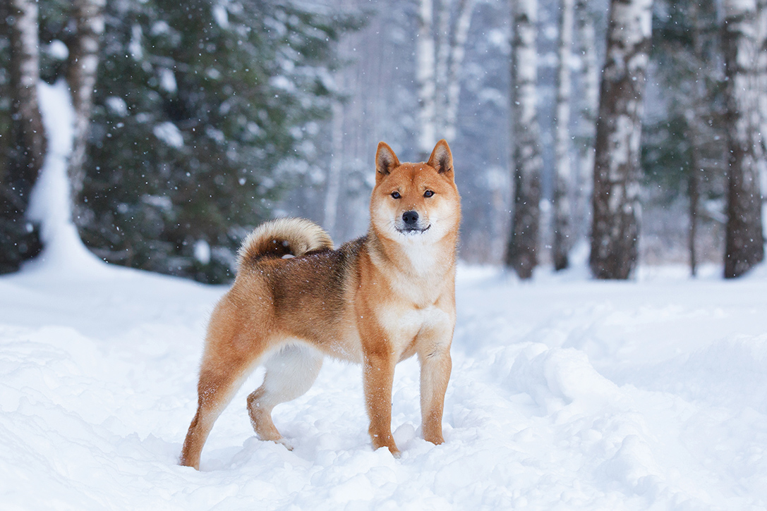 Cool Canines: 12 Best Cold Weather Dog Breeds | HiConsumption